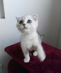 ������ֻ�ܵ�3��21������ֻ��4/15һ