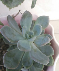 �Ҽ��ֵ�����Ŷ�������Թ�����Ҷ�ָ�̡���