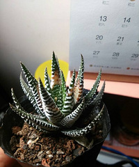 ���ֲ���ʲô���֣����ʱ��ûע��Ҷ����