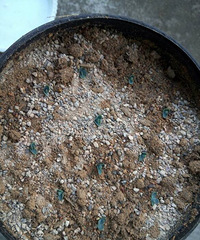 ��һ�ο��������֣�����ɶ�����������ֵ��أ�����֪����