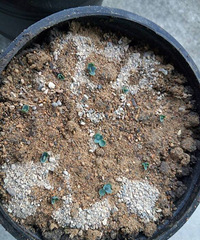 ��һ�ο��������֣�����ɶ�����������ֵ��أ�����֪����