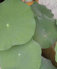 �����ſ�����Ҷ������ɶԵ��