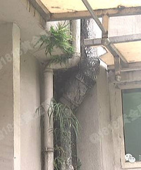 外面“生机盎然”里面……很慌!不知什么时候会塌