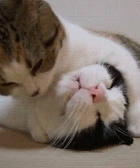 抢票
