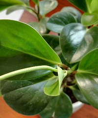 �ⳤ��������ʲô