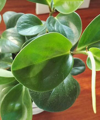 �ⳤ��������ʲô