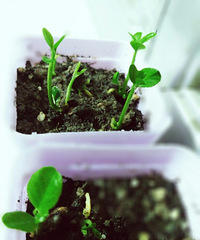 �����ֵ�������Ŷ���о��Լ������գ�