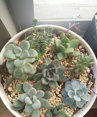 ����ͽ��