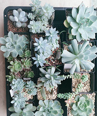 ����ͽ��