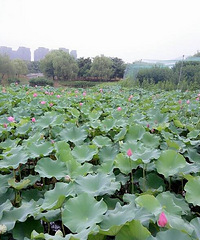 �����ĺɻ���