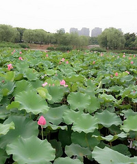 �����ĺɻ���