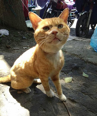 ������˹������˹