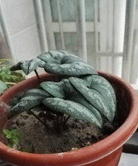 үү�ϼ������Ļ��ݣ�������ɶƷ��