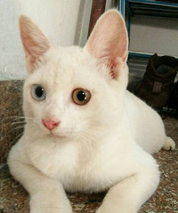 ������Ŷ��