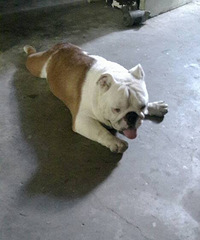 �ȵĸ���һ����