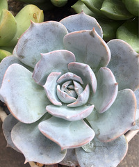 �������� ������