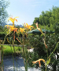 新登古香居