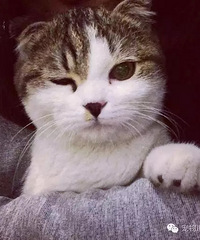 【讲堂】夏季如何诱导猫咪多喝水