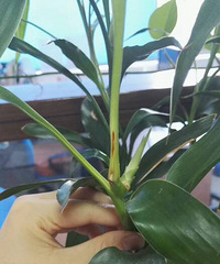 �µ�������