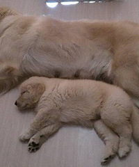 ����2����С��ë