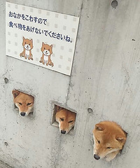 ����һЦ������Ͷι��������