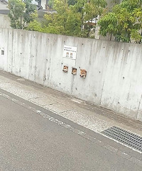 ����һЦ������Ͷι��������