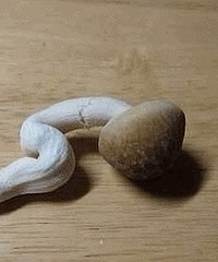 痛经到底有多痛!男生看完对另一半好一点吧!