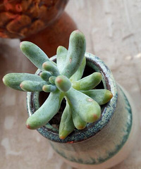 �������н���˵˵���ֵĵ�һ��ֲ����ʲô�ʹ�����⻨��