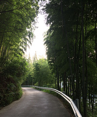 【晒民宿】莫干山的竹海和山道 在房间就可以享受