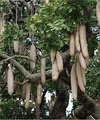 �棿ԭ���㳦�����ϳ������ģ�