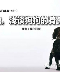 【DOGTALK-12-】浅谈狗狗的骑跨行为
