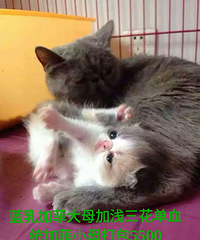 è����������ĸ�ͼ�ת��