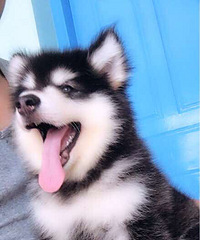 �����С����