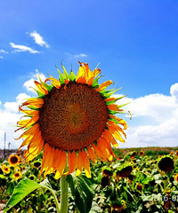 �����ˣ���Ȼ��ѧ���˵�ͷ��