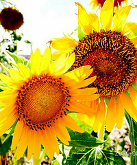 �����ˣ���Ȼ��ѧ���˵�ͷ��