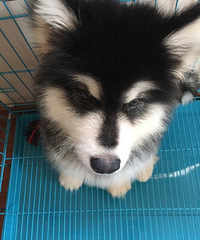 �������ͷ���