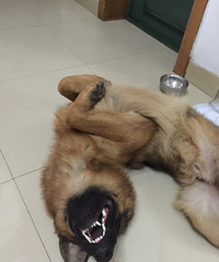 �һ���һ�� �����⹷�ֳ�ɶ����