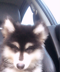 ����С���ӱȽ�����