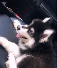 ����С���ӱȽ�����