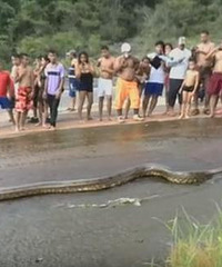 �����³���6�׶೤�İ��������