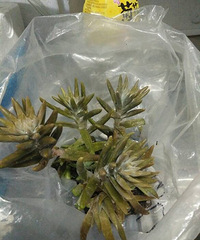 ��˵��������