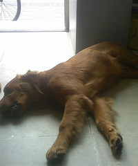 #����#��Ҫ�����ң�