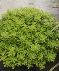 ��֪������ǿ����