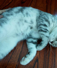 �����´��������ĸè�г�ת��