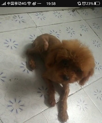 ����С��̩�ϣ�С���ͣ������Ľ��ϲ����