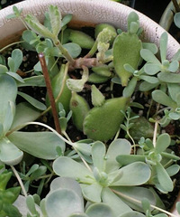 �Ҽҵ�����