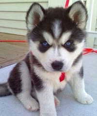 ��ֻ�������