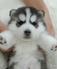 ��ֻ�������