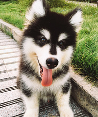 ����է�����������