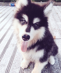 ����է�����������